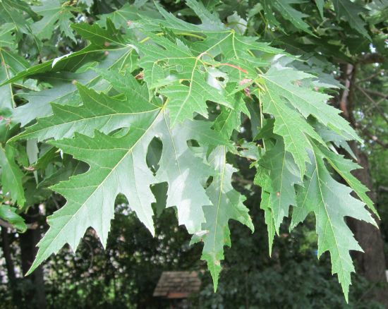 silver maple leaves front